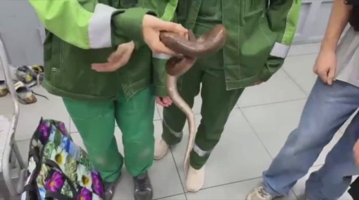               ,  - 
