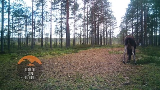 Лосиха полакомилась грибами во Всеволожском районе