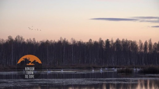 Стаи лебедей останавливаются в Ленобласти на пути к местам зимовки