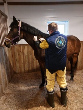 В Ленобласти вакцинировали от сибирской язвы почти четыре тысячи лошадей