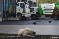 Новую схему обращения с отходами утвердят в Петербурге