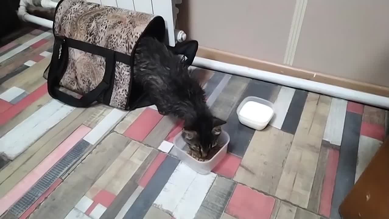 В Петербурге из ледяной воды канала Грибоедова спасли кошку