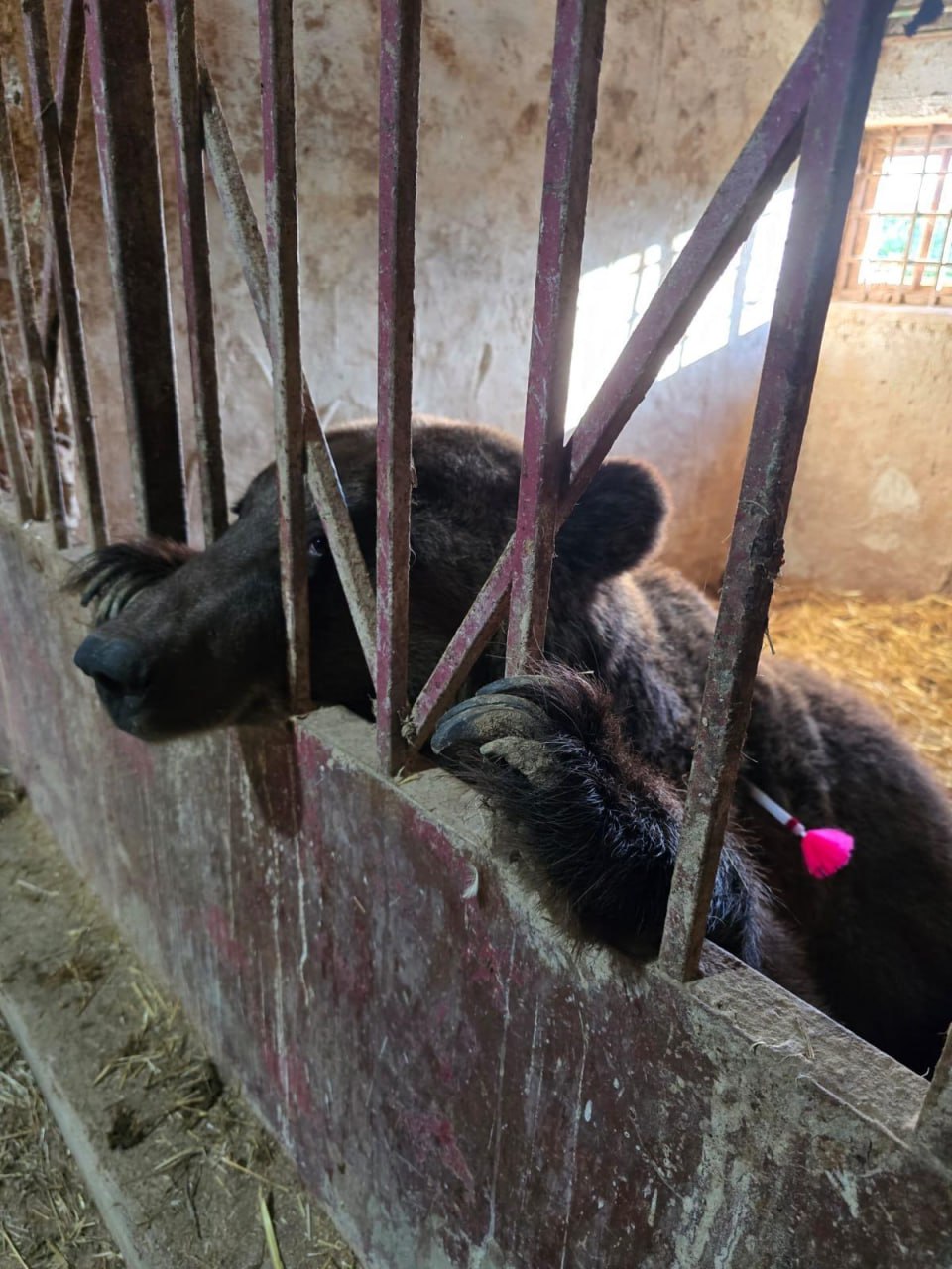 Два медведя из частного зоопарка в Дагестане отправились в хоспис «Дом тигра» в Ленобласти Два медведя из частного зоопарка в Дагестане отправились в хоспис «Дом тигра» в Ленобласти