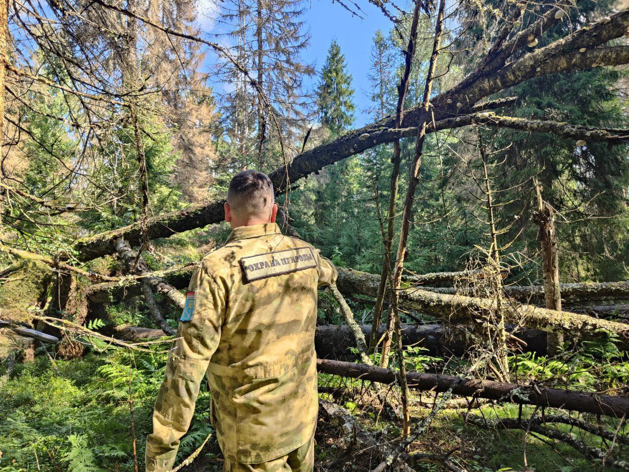 Комитет по природным ресурсам Ленобласти завершил лесопатологические обследования на предмет поражения короедом-типографом Комитет по природным ресурсам Ленобласти завершил лесопатологические обследования на предмет поражения короедом-типографом