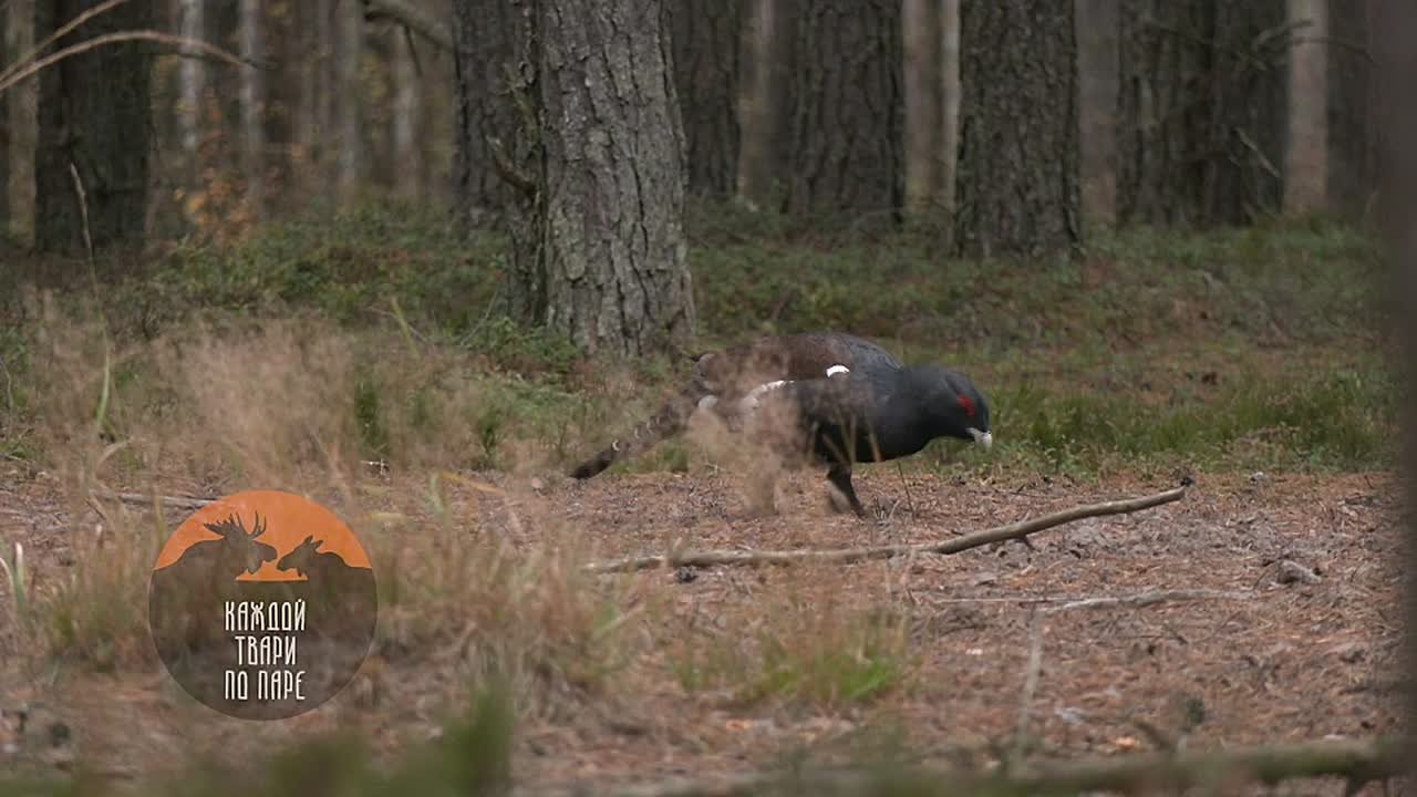 Глухари в Ленобласти запасаются камнями-гастролитами для зимовки