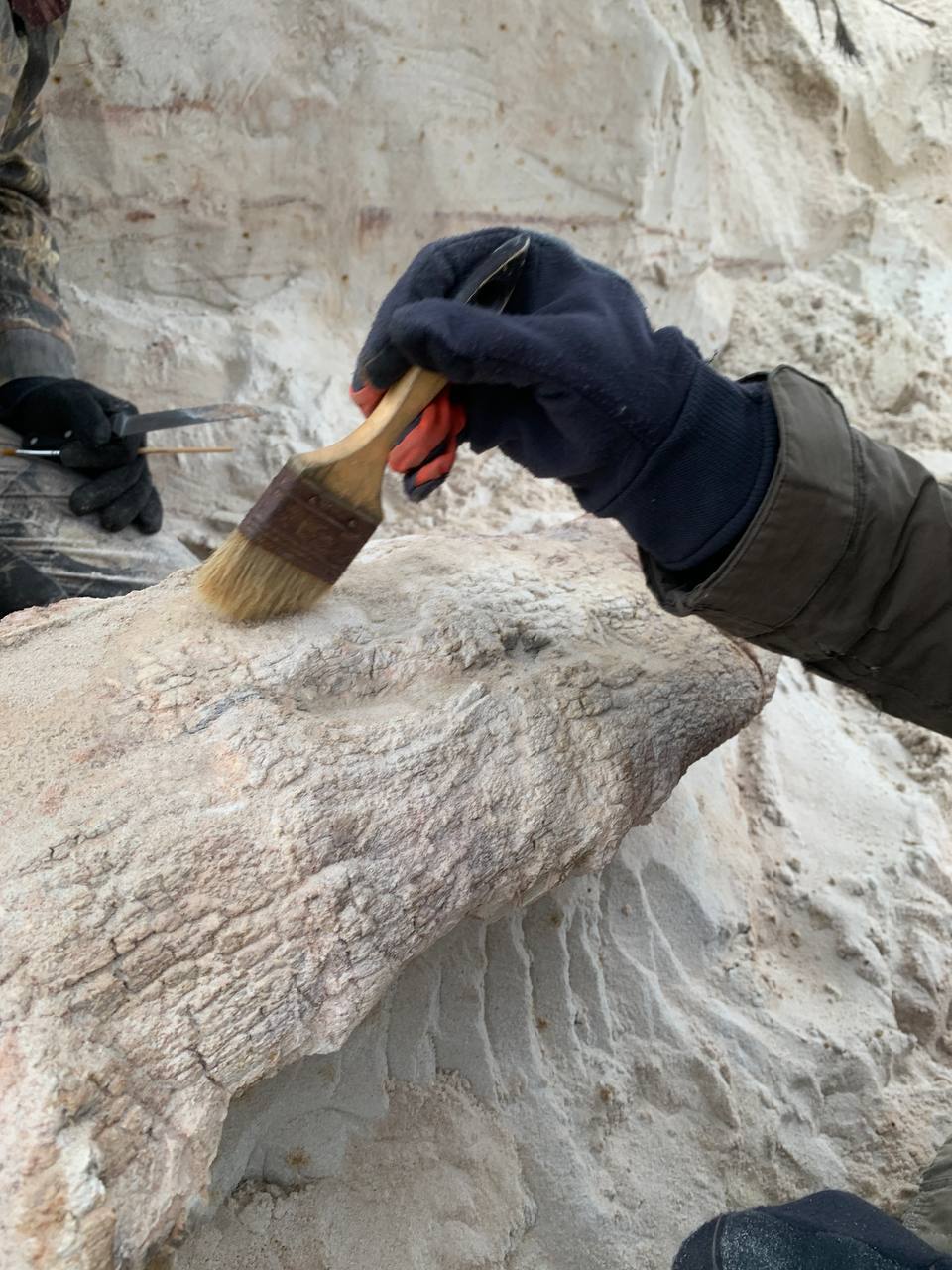 Смотрите, какой пень нашли в Ленобласти Смотрите, какой пень нашли в Ленобласти