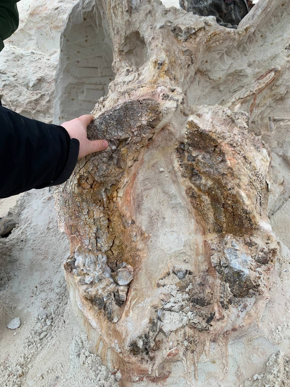 Смотрите, какой пень нашли в Ленобласти Смотрите, какой пень нашли в Ленобласти