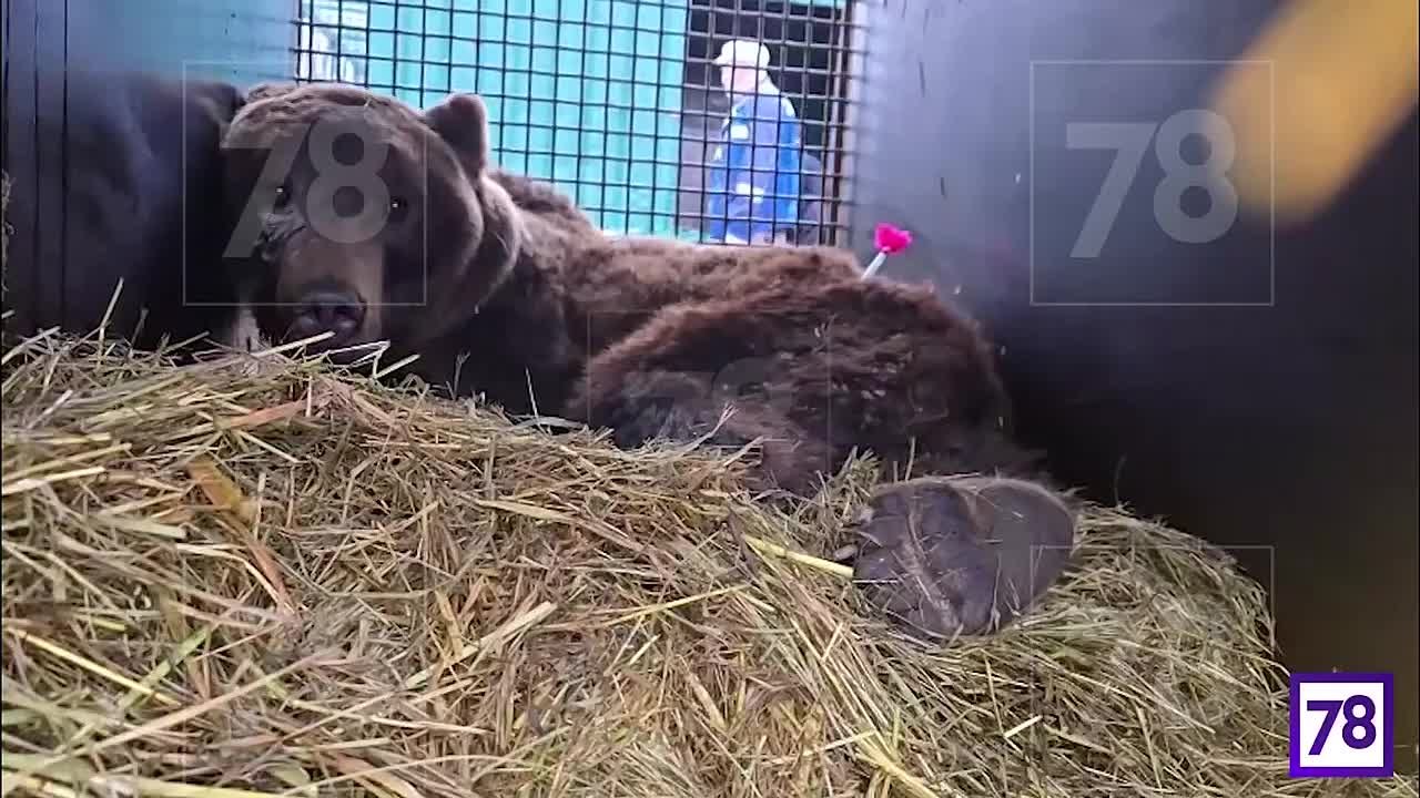 Эвакуированные медведи из частного зоопарка в Дагестане приехали в Ленобласть