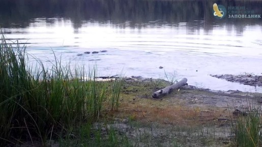 Бобры устроили любовь в заповеднике в Ленобласти