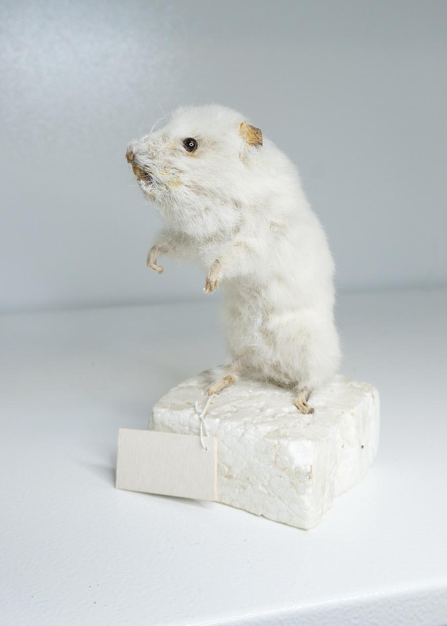 В Ленобласти отреставрировали чучело миниатюрного сирийского хомяка