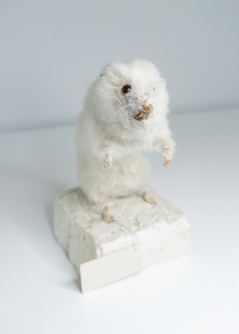 В Ленобласти отреставрировали чучело миниатюрного сирийского хомяка В Ленобласти отреставрировали чучело миниатюрного сирийского хомяка