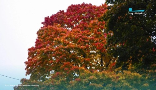 Вход в Дворцовый парк в Гатчине стал бесплатным