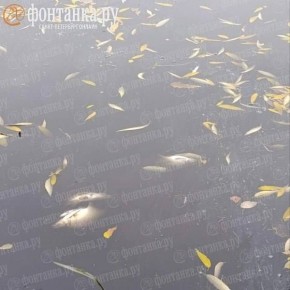 В Охте продолжают считать мёртвую рыбу
