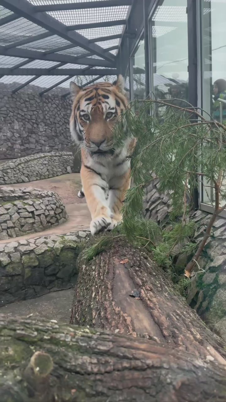 58 килограммов мяса в неделю