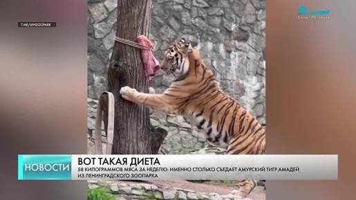 58 килограммов мяса за неделю