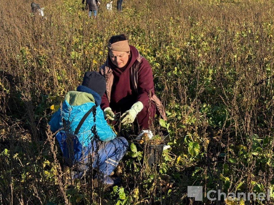 В Гатчинском округе волонтеры собрали последний урожай ижорской репы В Гатчинском округе волонтеры собрали последний урожай ижорской репы