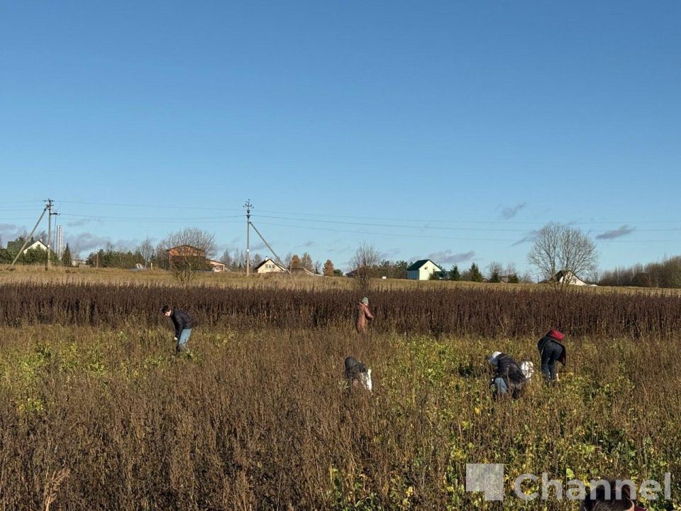 В Гатчинском округе волонтеры собрали последний урожай ижорской репы В Гатчинском округе волонтеры собрали последний урожай ижорской репы
