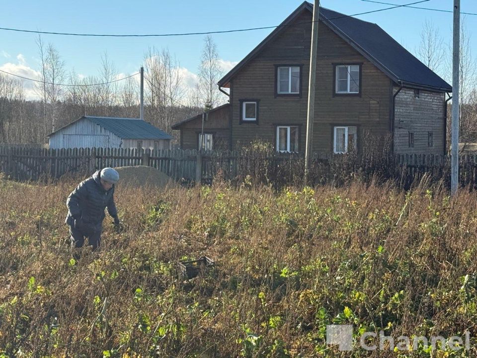 В Гатчинском округе волонтеры собрали последний урожай ижорской репы В Гатчинском округе волонтеры собрали последний урожай ижорской репы