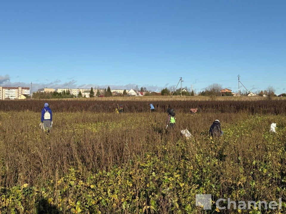 В Гатчинском округе волонтеры собрали последний урожай ижорской репы В Гатчинском округе волонтеры собрали последний урожай ижорской репы