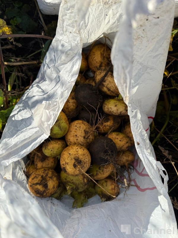 В Гатчинском округе волонтеры собрали последний урожай ижорской репы В Гатчинском округе волонтеры собрали последний урожай ижорской репы