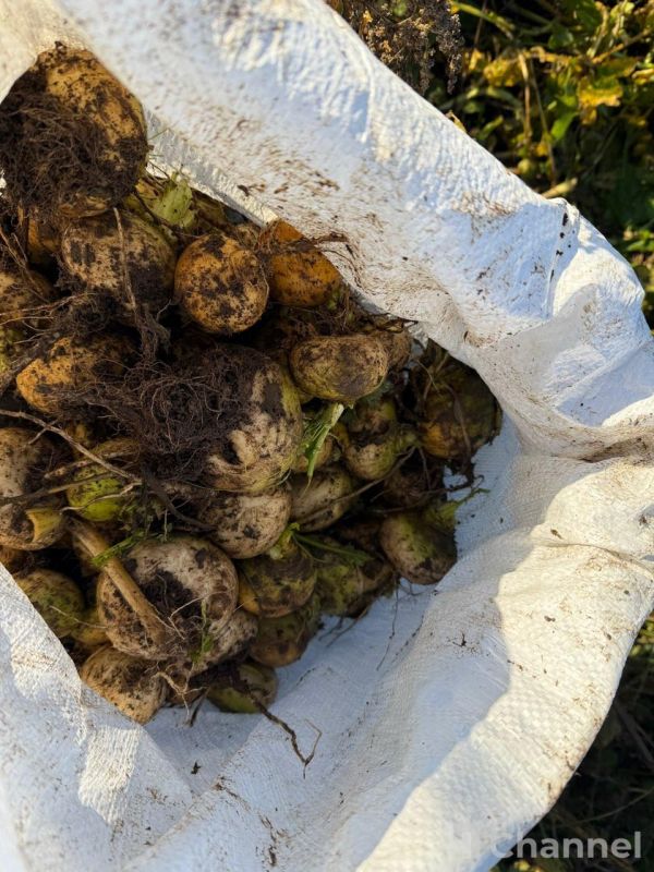 В Гатчинском округе волонтеры собрали последний урожай ижорской репы В Гатчинском округе волонтеры собрали последний урожай ижорской репы