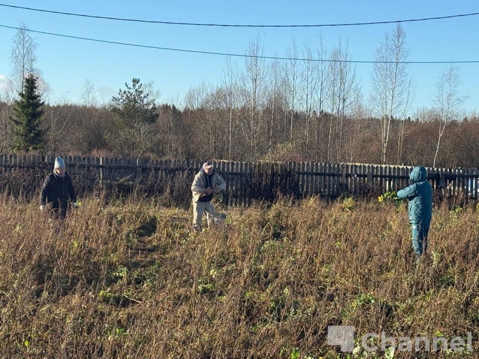 В Гатчинском округе волонтеры собрали последний урожай ижорской репы В Гатчинском округе волонтеры собрали последний урожай ижорской репы