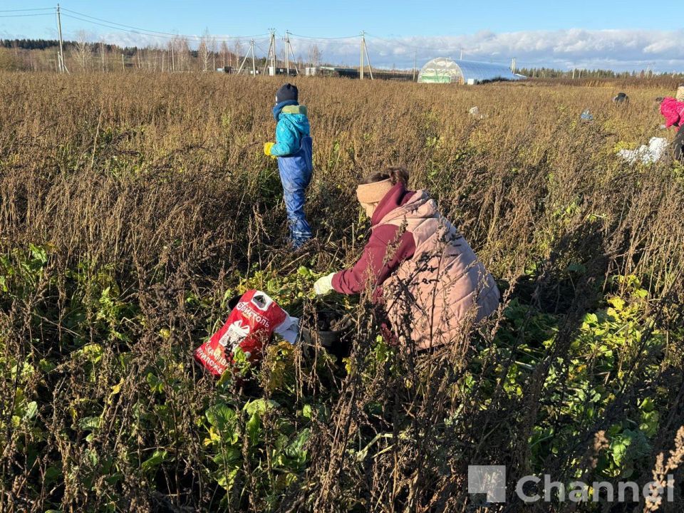 В Гатчинском округе волонтеры собрали последний урожай ижорской репы В Гатчинском округе волонтеры собрали последний урожай ижорской репы