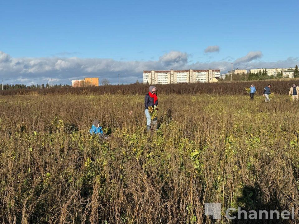 В Гатчинском округе волонтеры собрали последний урожай ижорской репы В Гатчинском округе волонтеры собрали последний урожай ижорской репы