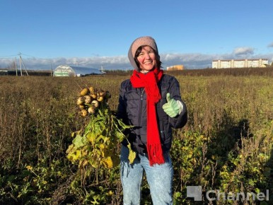 В Гатчинском округе волонтеры собрали последний урожай ижорской репы