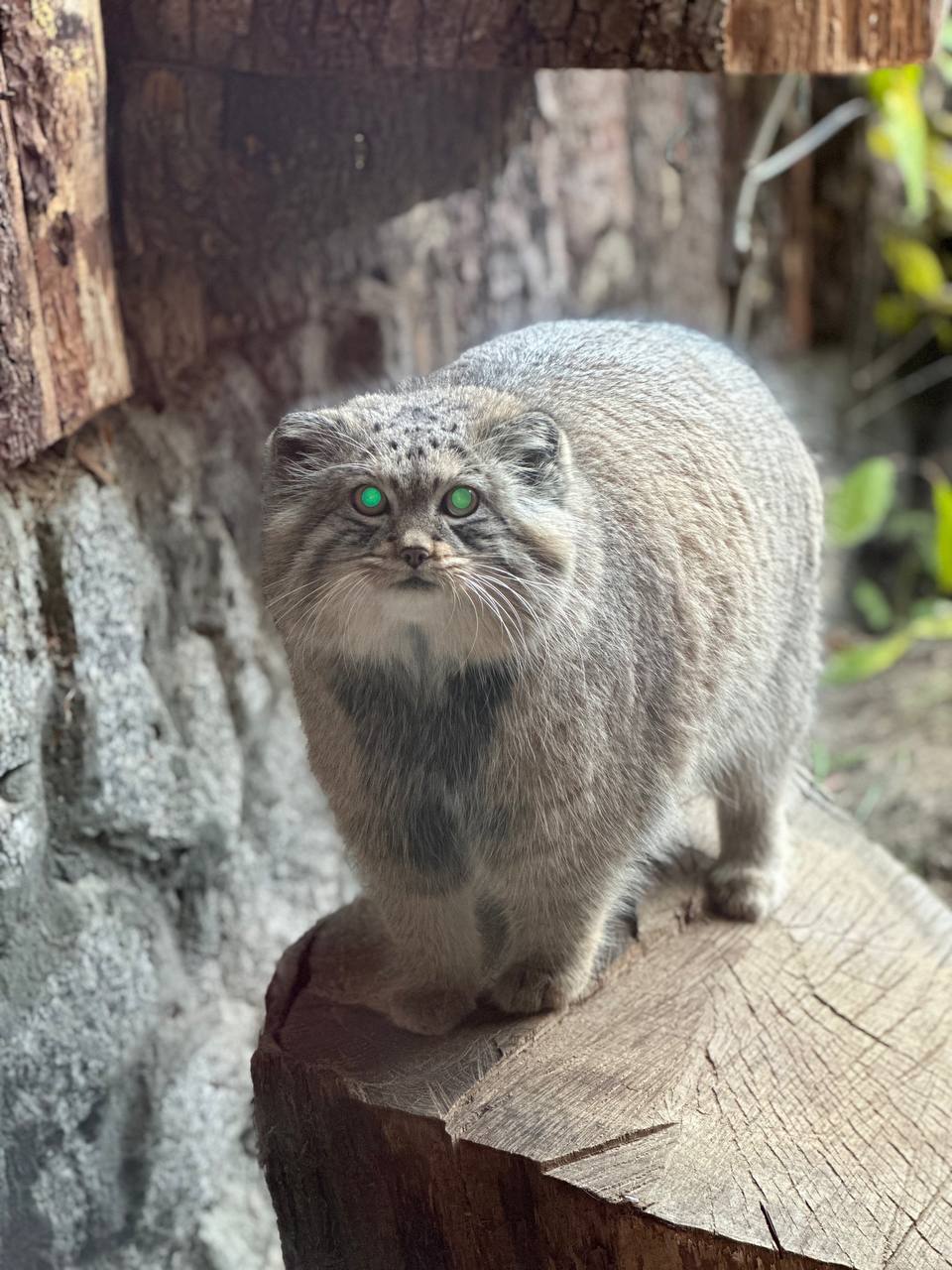 В Ленинградском зоопарке показали подготовку манула Шу к зиме В Ленинградском зоопарке показали подготовку манула Шу к зиме