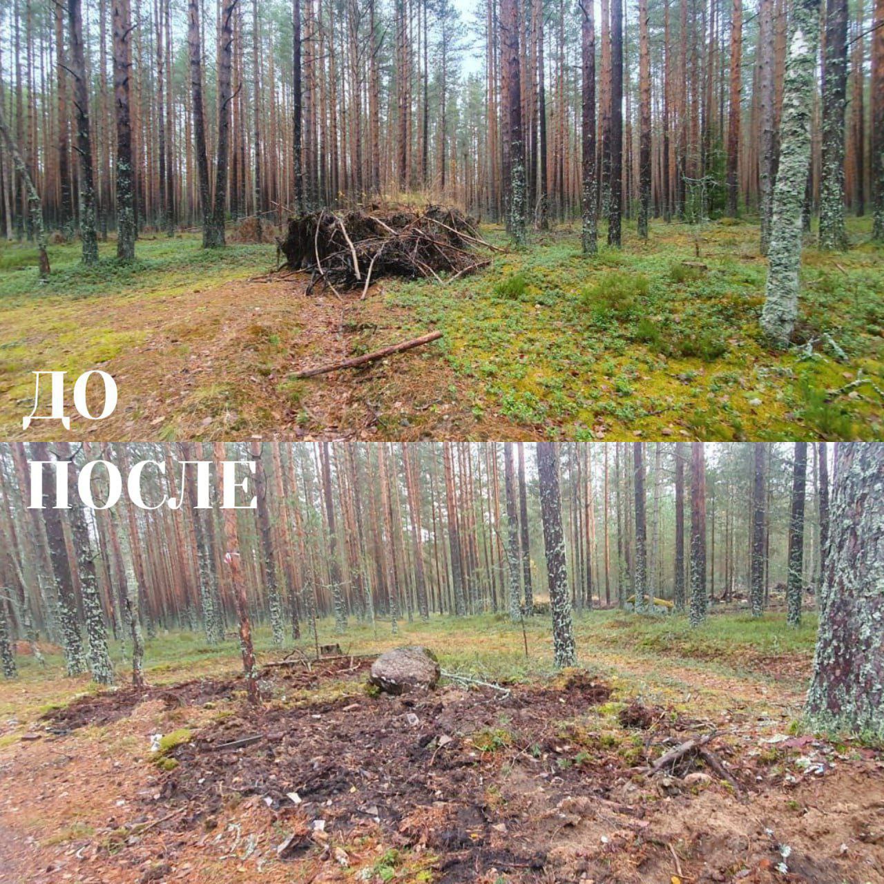 В Ленобласти в октябре ликвидированы 10 несанкционированных свалок в лесах, вывезено более 1,5 тысячи кубометров мусора В Ленобласти в октябре ликвидированы 10 несанкционированных свалок в лесах, вывезено более 1,5 тысячи кубометров мусора