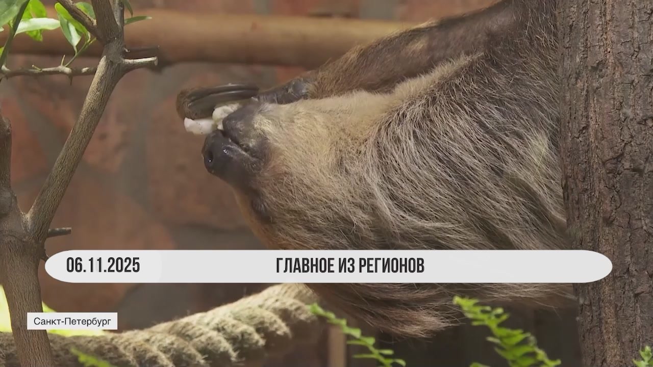 ГЛАВНОЕ ИЗ РЕГИОНОВ РФ. Соне — 24 года, и она может спать примерно 20 часов в сутки