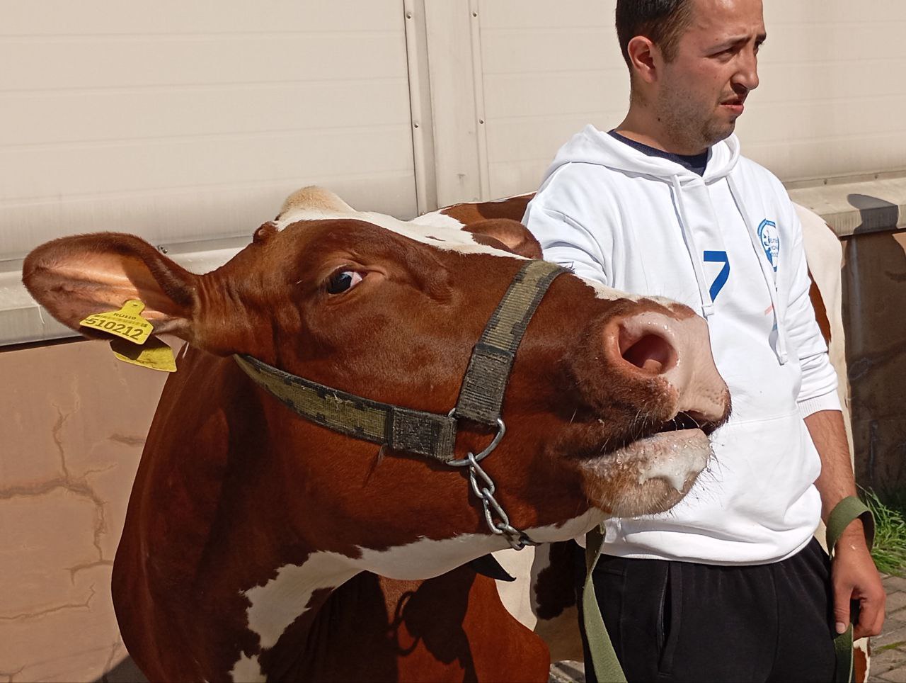 Ленобласть будет субсидировать продажи молока в населенных пунктах от производителей