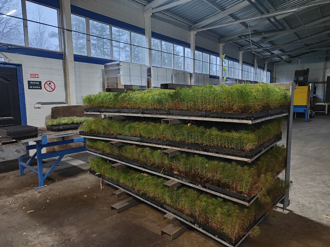 740 тысяч сеянцев сосны отправляет Ленобласть на Донбасс. Погрузка идет в Лужском лесном селекционно-семеноводческом центре 740 тысяч сеянцев сосны отправляет Ленобласть на Донбасс. Погрузка идет в Лужском лесном селекционно-семеноводческом центре