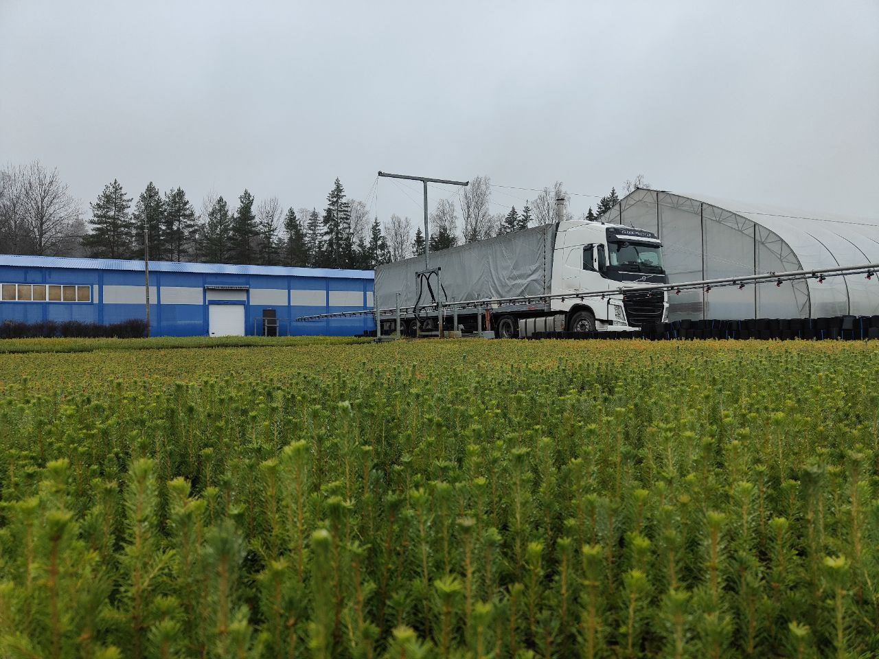 740 тысяч сеянцев сосны отправляет Ленобласть на Донбасс. Погрузка идет в Лужском лесном селекционно-семеноводческом центре 740 тысяч сеянцев сосны отправляет Ленобласть на Донбасс. Погрузка идет в Лужском лесном селекционно-семеноводческом центре