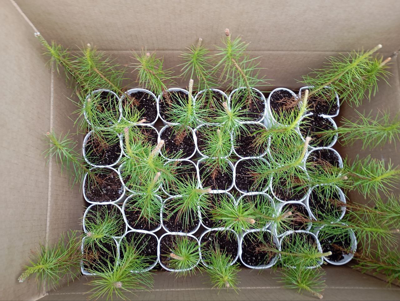 740 тысяч сеянцев сосны отправляет Ленобласть на Донбасс. Погрузка идет в Лужском лесном селекционно-семеноводческом центре 740 тысяч сеянцев сосны отправляет Ленобласть на Донбасс. Погрузка идет в Лужском лесном селекционно-семеноводческом центре