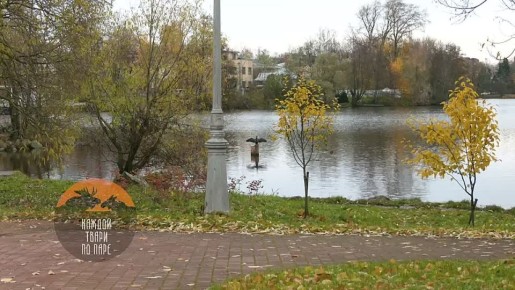 В Сестрорецке запечатлели величественного большого баклана