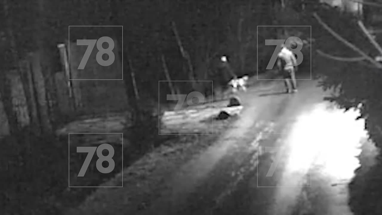 Две большие собаки напали на женщину с таксой в Новом Токсово