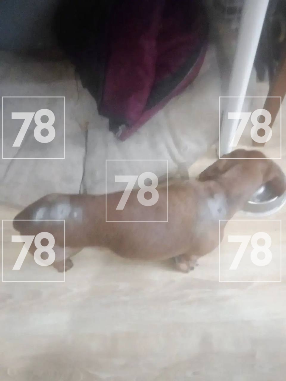 Две большие собаки напали на женщину с таксой в Новом Токсово Две большие собаки напали на женщину с таксой в Новом Токсово