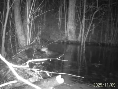 В Ленобласти трудолюбивый бобер терпеливо наводил ночью уют и комфорт