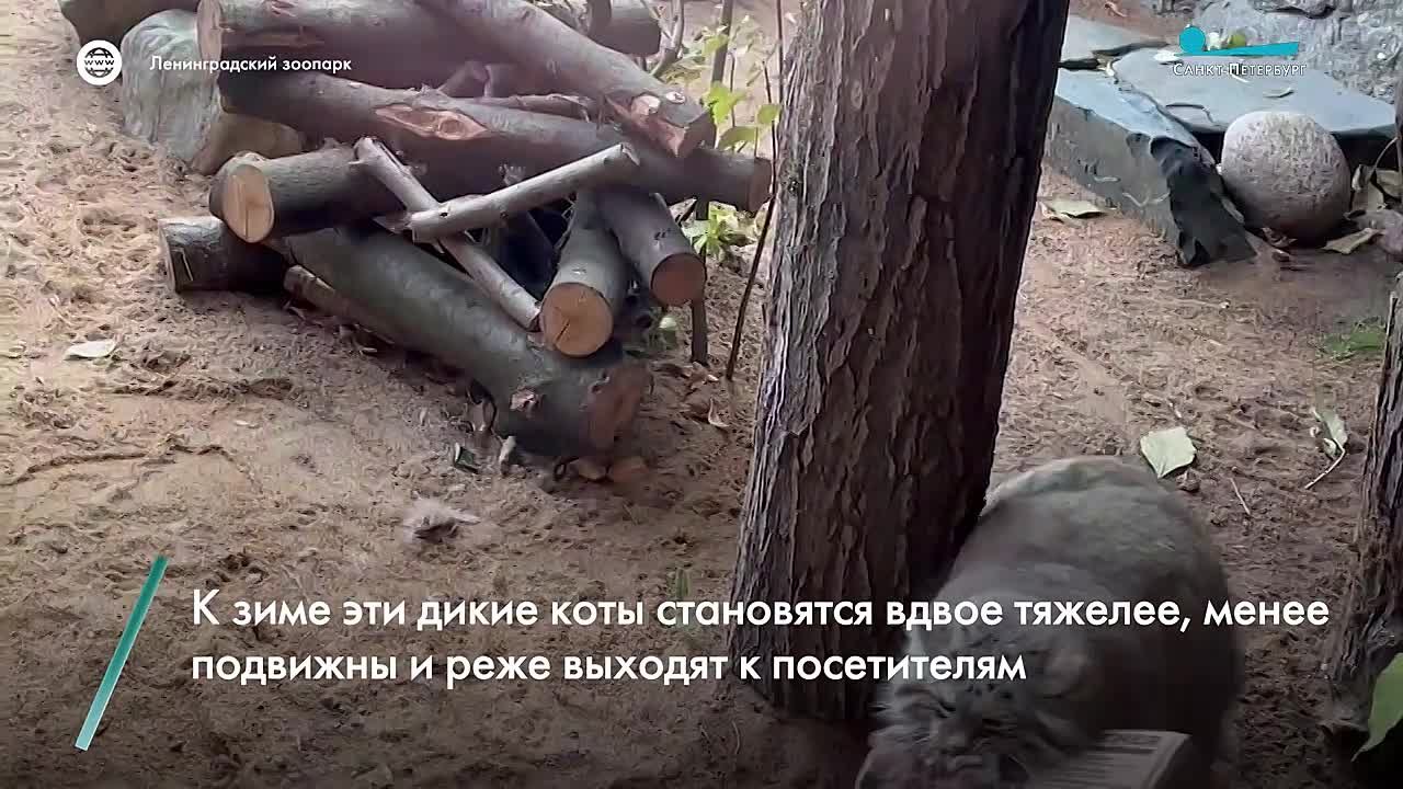 Манулы Ленинградского зоопарка переходят в зимний режим: специалисты наблюдают, как питомцы прибавляют в весе во время зажировки