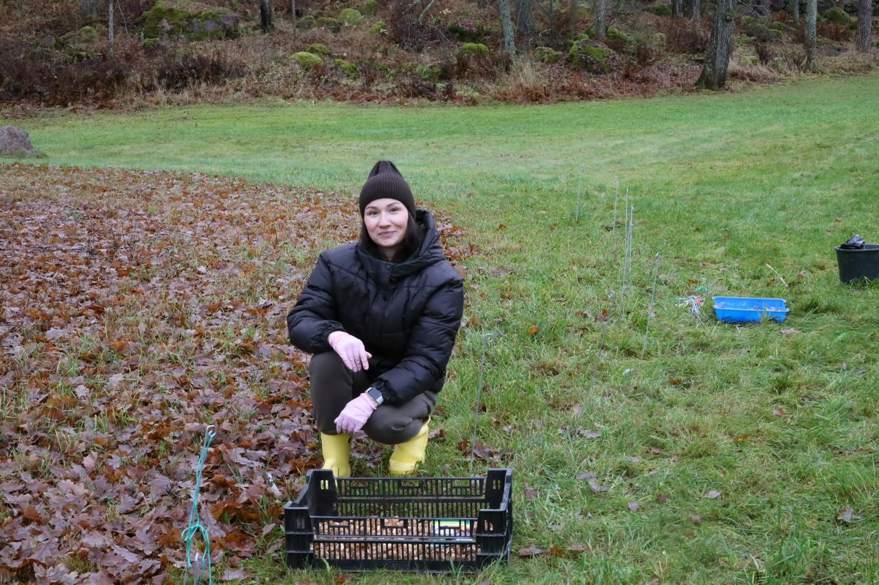 На Главной аллее в парке Монрепо высадили будущие первоцветы На Главной аллее в парке Монрепо высадили будущие первоцветы