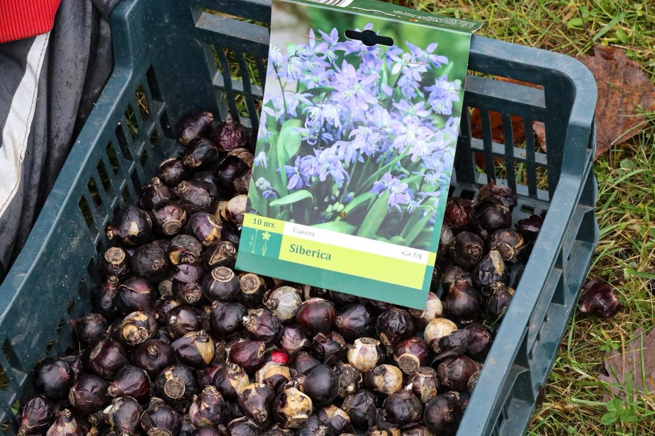На Главной аллее в парке Монрепо высадили будущие первоцветы На Главной аллее в парке Монрепо высадили будущие первоцветы