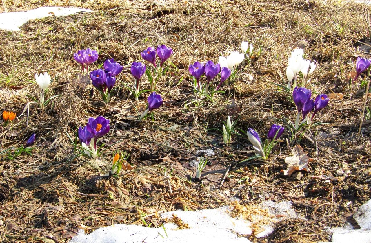 На Главной аллее в парке Монрепо высадили будущие первоцветы На Главной аллее в парке Монрепо высадили будущие первоцветы