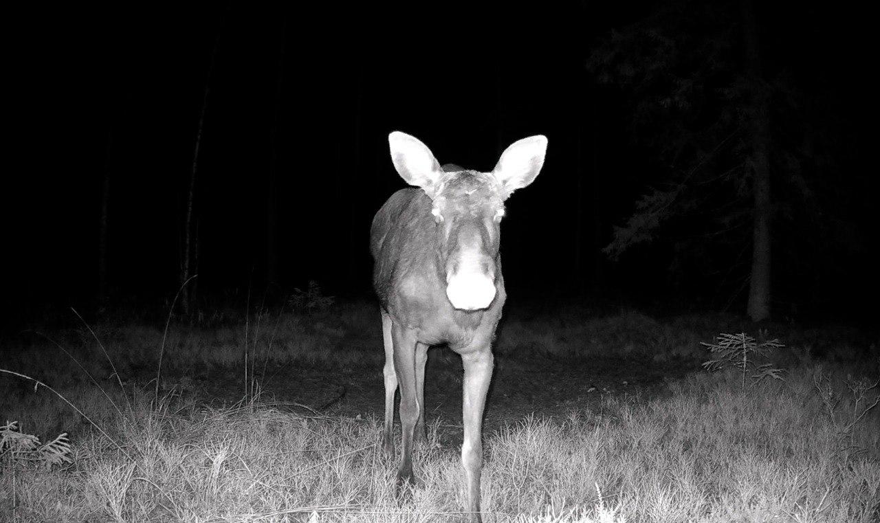 Лоси в Ленобласти начали сбрасывать рога Лоси в Ленобласти начали сбрасывать рога