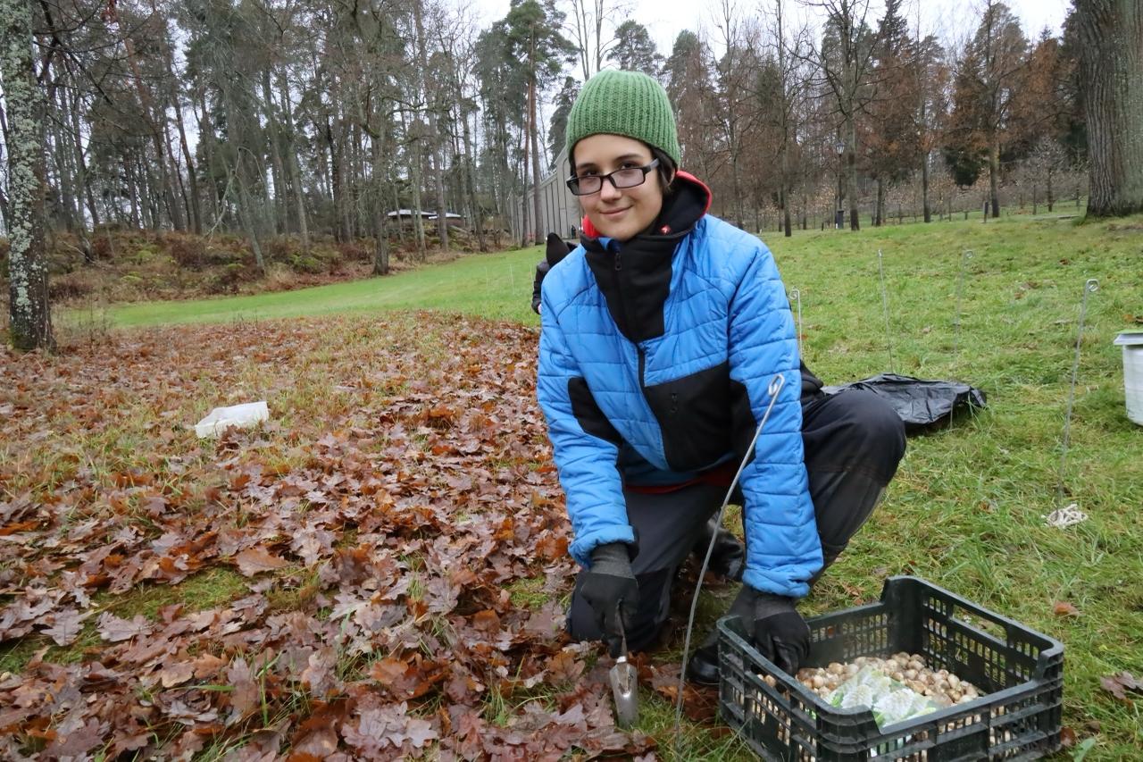 На Главной аллее в парке Монрепо высадили будущие первоцветы На Главной аллее в парке Монрепо высадили будущие первоцветы
