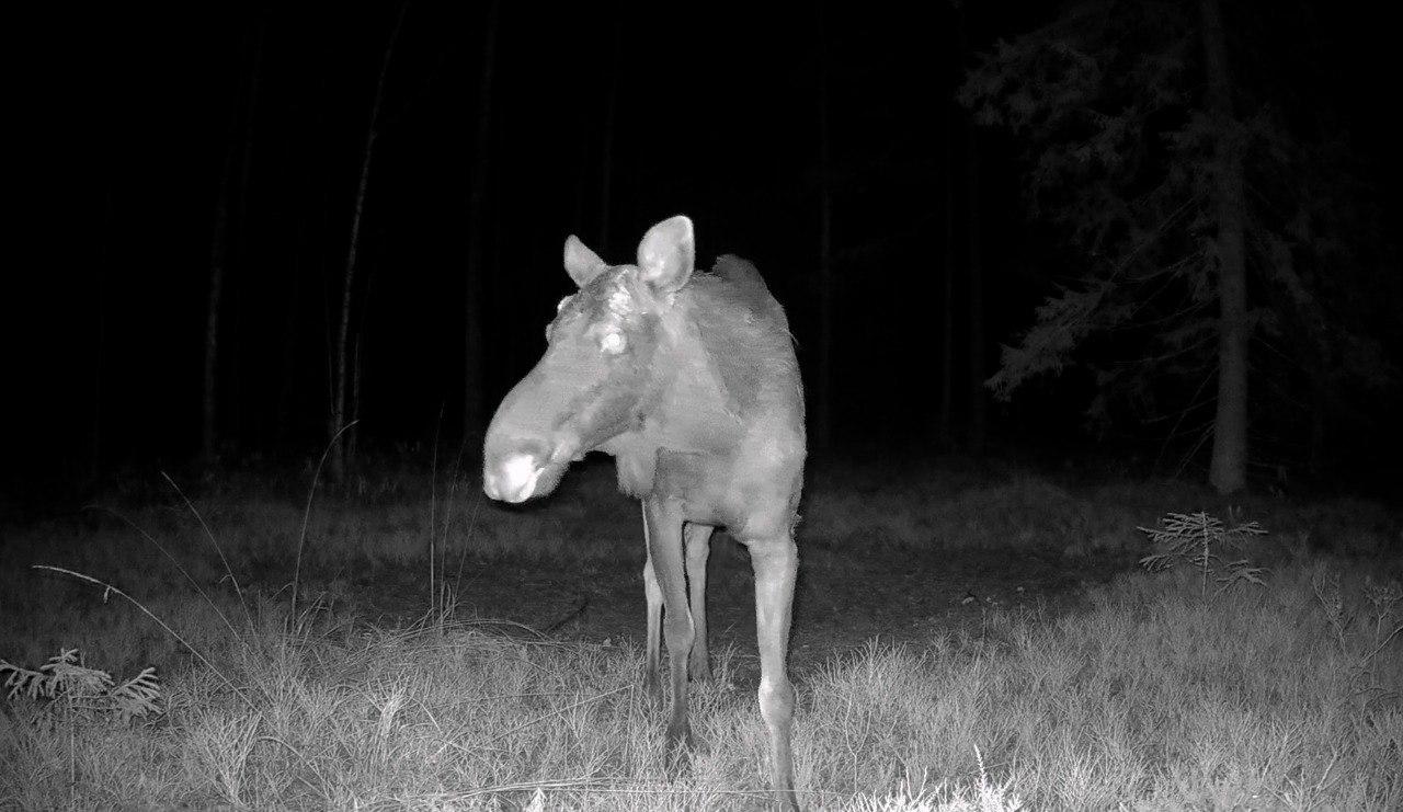 Лоси в Ленобласти начали сбрасывать рога Лоси в Ленобласти начали сбрасывать рога