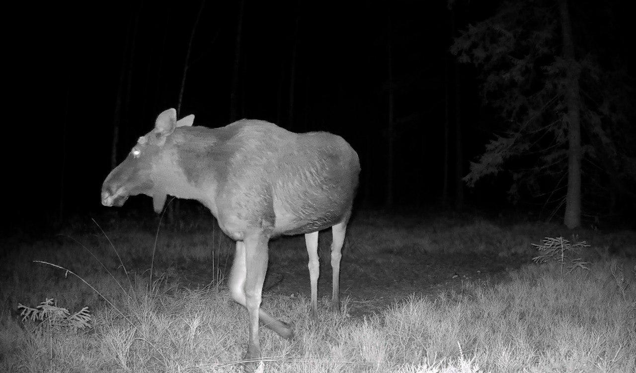 Лоси в Ленобласти начали сбрасывать рога Лоси в Ленобласти начали сбрасывать рога
