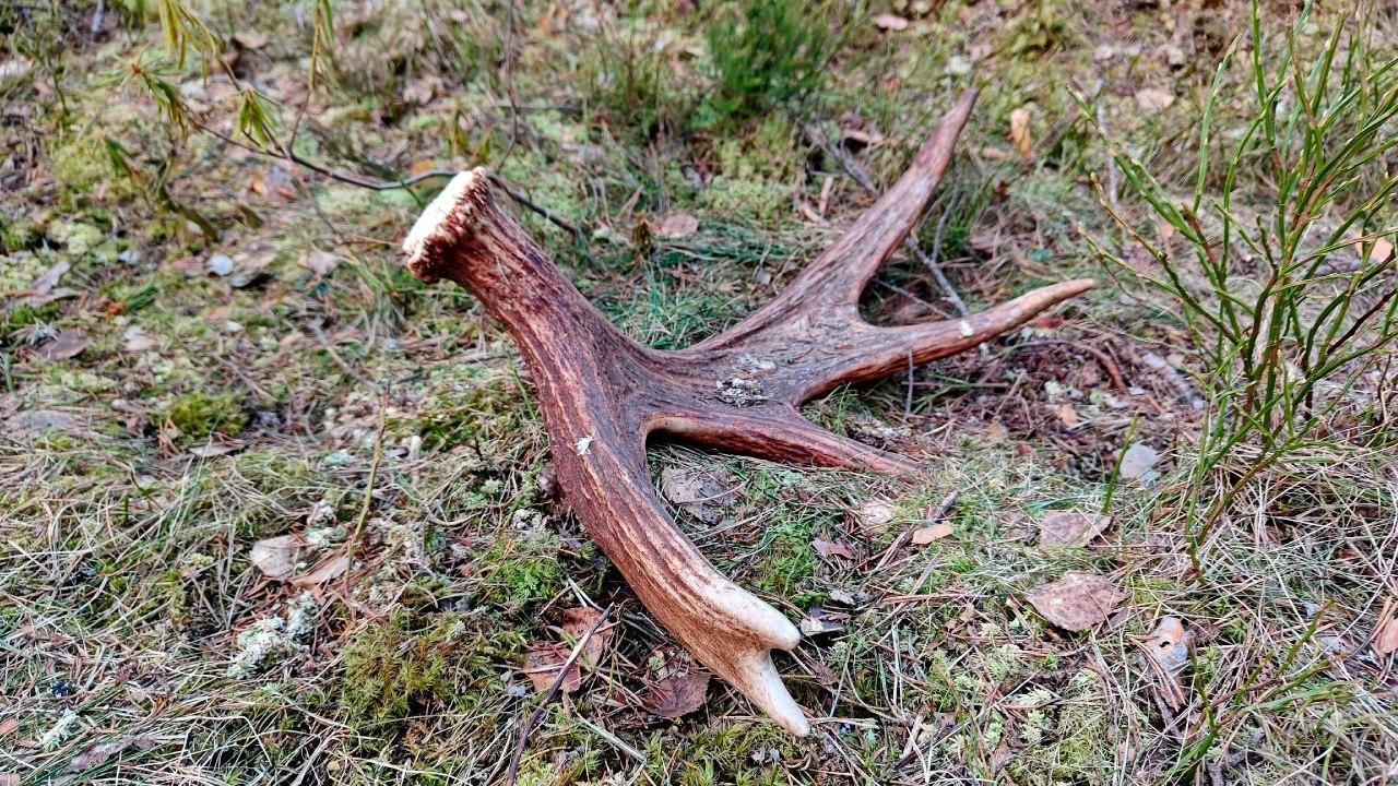 Лоси в Ленобласти начали сбрасывать рога Лоси в Ленобласти начали сбрасывать рога
