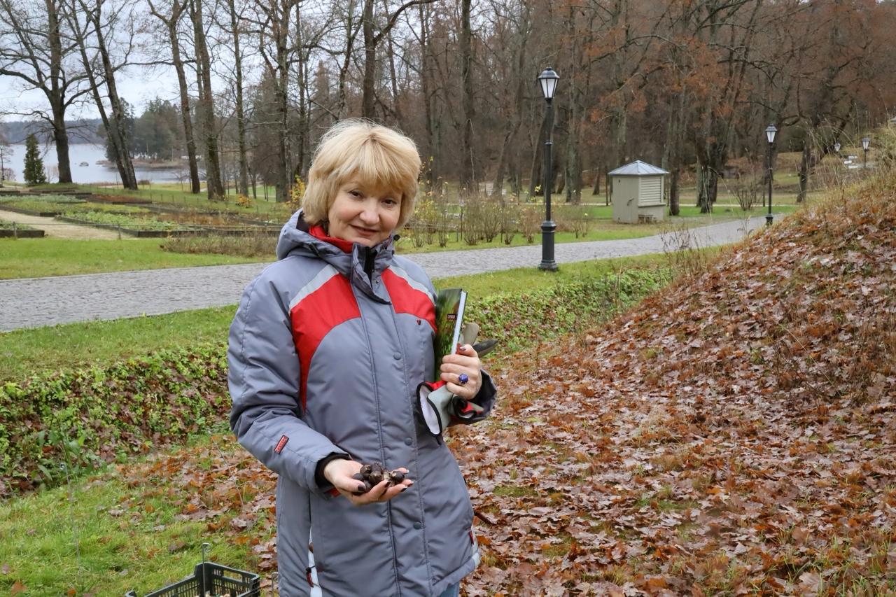 На Главной аллее в парке Монрепо высадили будущие первоцветы На Главной аллее в парке Монрепо высадили будущие первоцветы